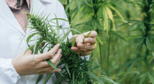 consulenza-cannabis-light