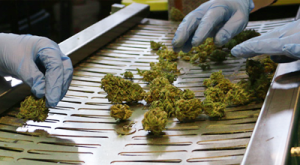 trimmatura-cannabis-light